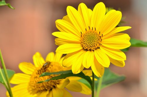 sun flower yellow helianthus