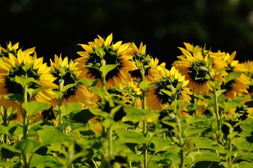 sun flower summer garden