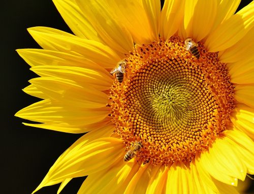 sun flower bees summer