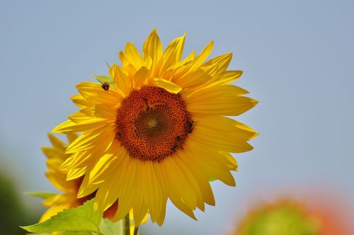 sun flower bees summer