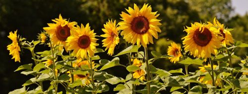 sun flower bees summer