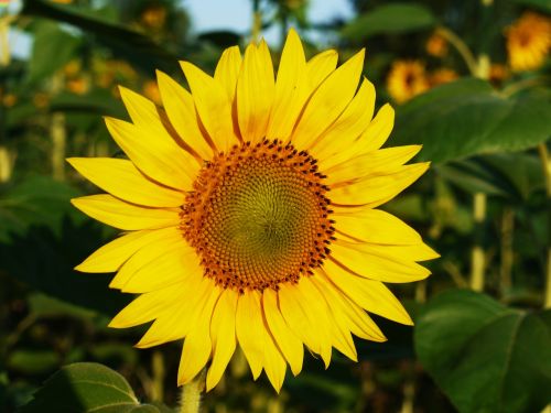 sun flower blossom bloom