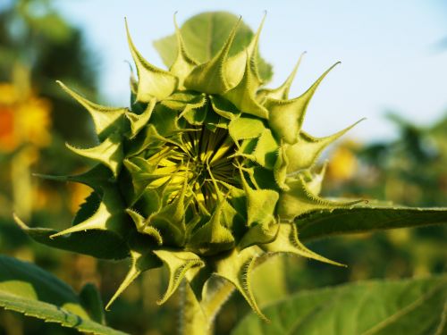 sun flower bud from the front
