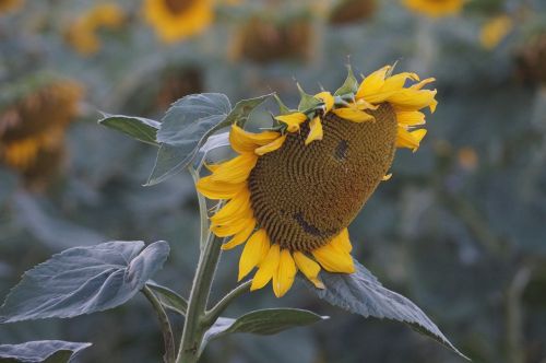 sun flower summer yellow