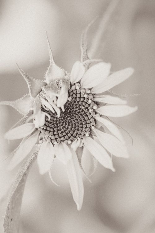 sun flower helianthus annuus blossom