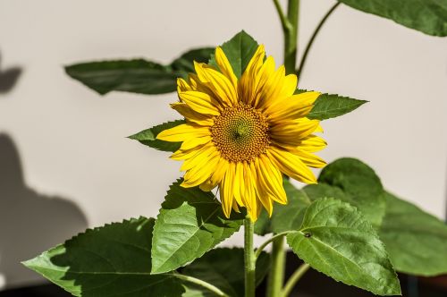 sun flower blossom bloom