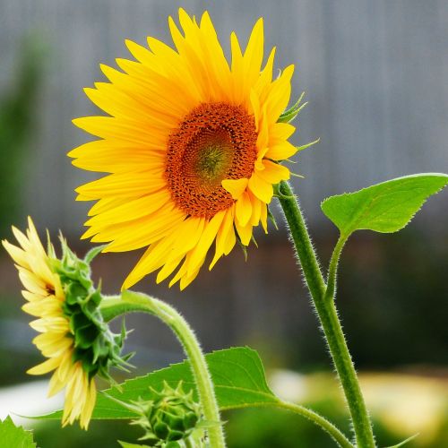 sun flower blossom bloom