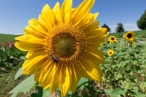 sun flower helianthus annuus flower