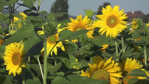 sun flower summer bloom