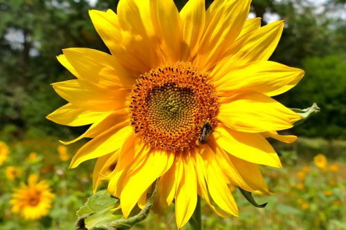 sun flower macro beautiful colors