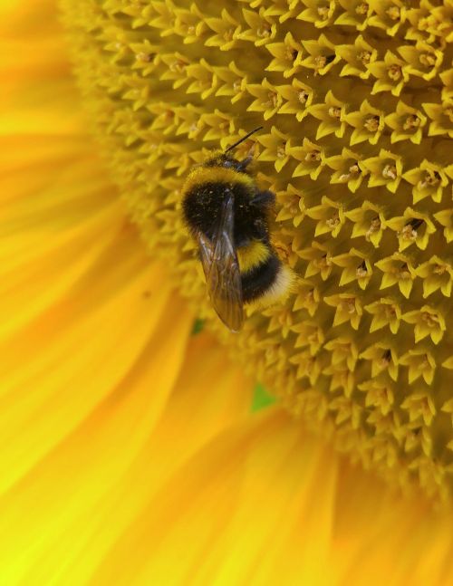 sun flower hummel insect