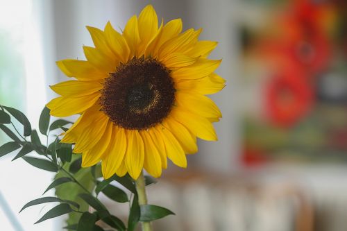 sun flower colorful color