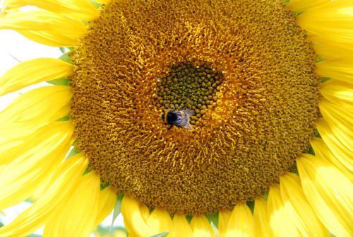 sun flower yellow hummel
