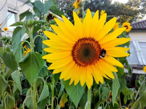 sun flower yellow close