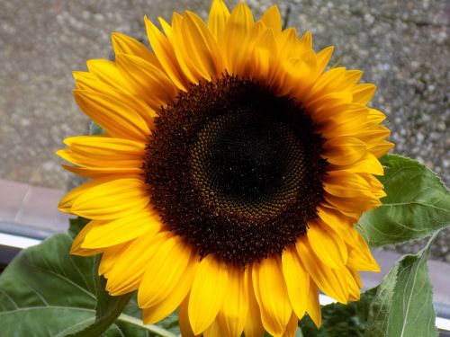 sun flower composites yellow