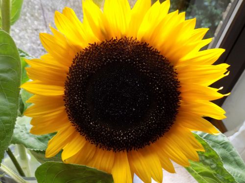 sun flower composites yellow