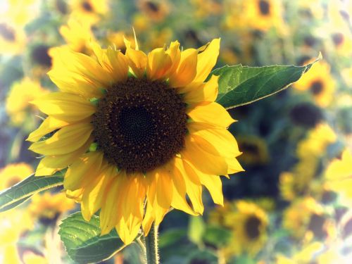 sun flower yellow sunflower field