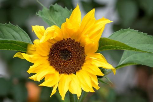sun flower yellow yellow flower