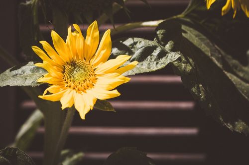 sun flower yellow yellow flower