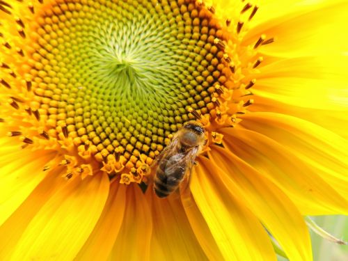 sun flower bee yellow