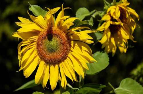 sun flower flower bloom blooms