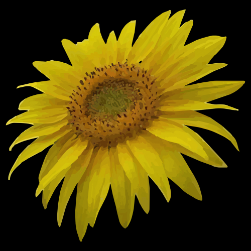 sun flower sunflower yellow