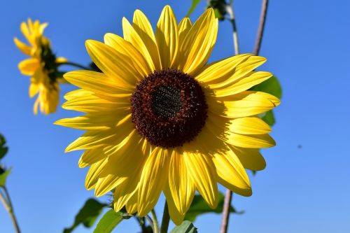 sun flower flower plant