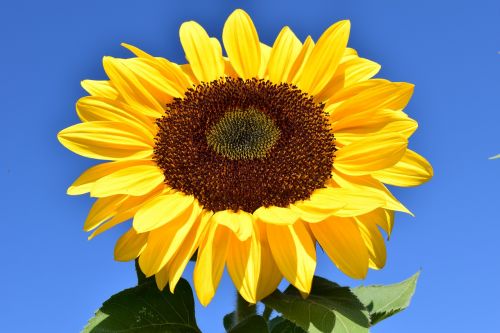 sun flower yellow summer