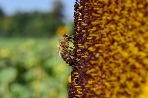 sun flower bee close