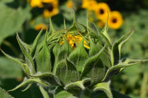 sun flower bud sunflower bud