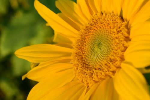 sun flower close yellow