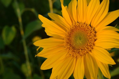 sun flower close yellow