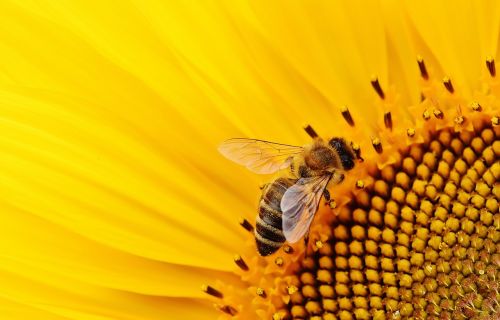 sun flower bees summer