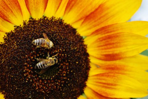 sun flower bees summer