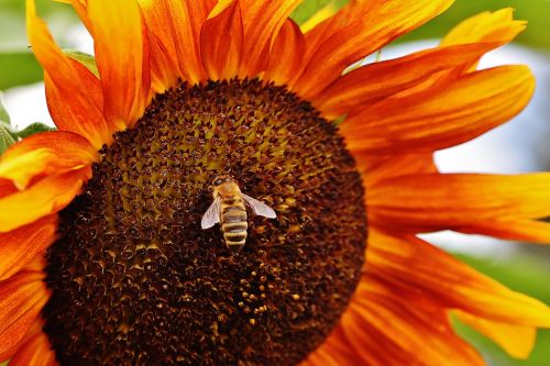 sun flower bees summer