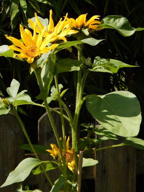 sun flower yellow flower