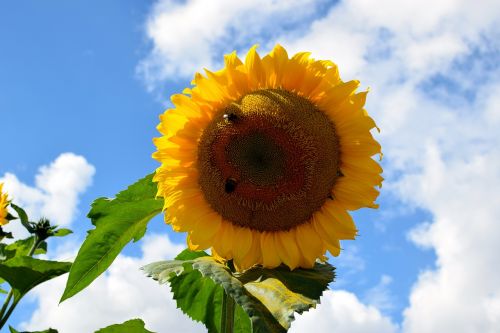 sun flower bees sky