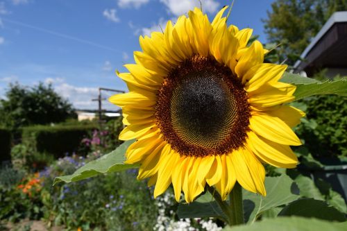 sun flower blossom bloom