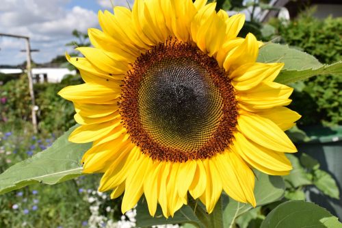 sun flower plant garden