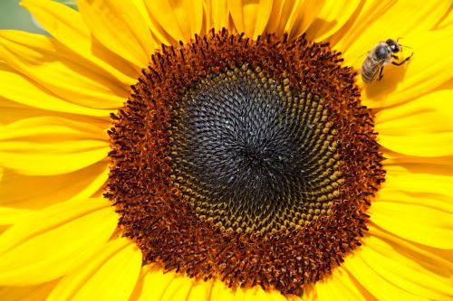 sun flower helianthus annuus composites