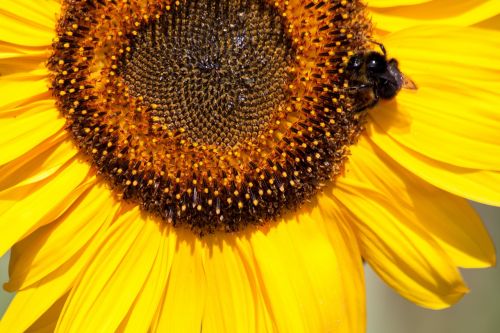 sun flower helianthus annuus flower