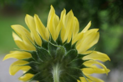 sun flower yellow plant