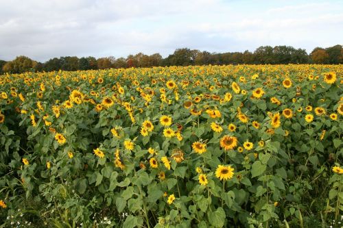 sun flower sunflower field yellow