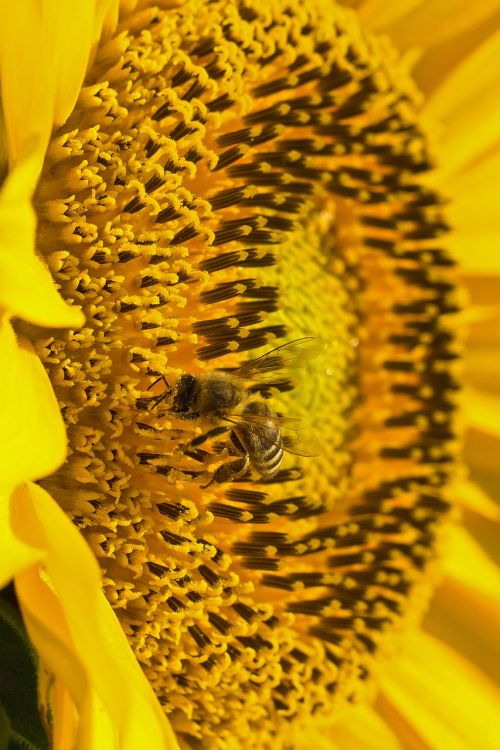 sun flower pollen bee