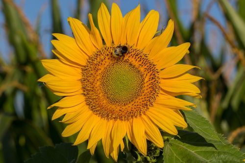 sun flower blossom bloom