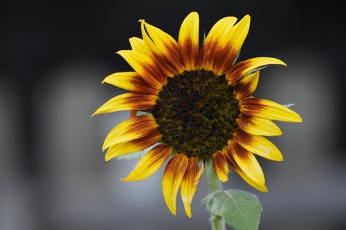 sun flower garden nature