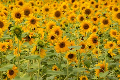 sun flower sunflower field field