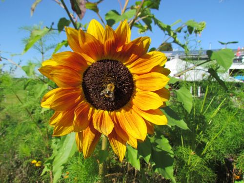 sun flower flower yellow