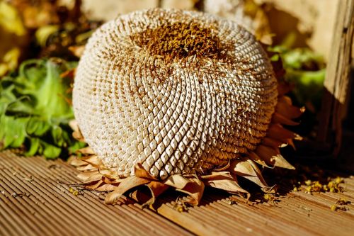 sun flower dry seeds