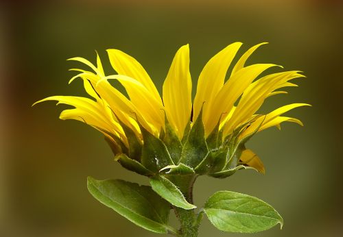 sun flower yellow late summer